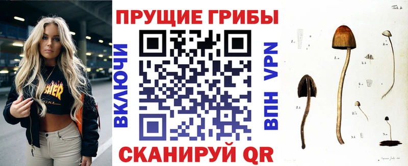 Галлюциногенные грибы Cubensis  купить закладку  Славгород 