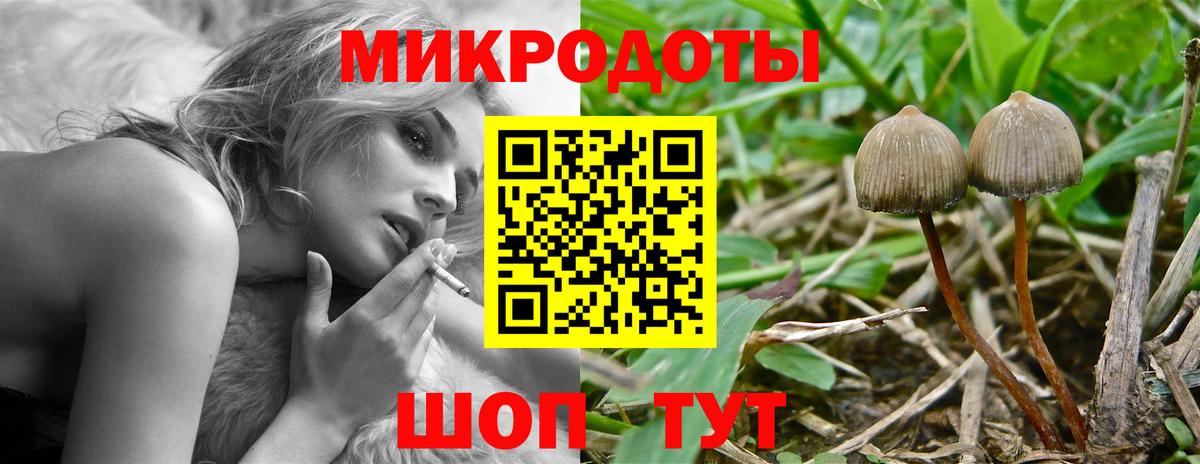 Славгород  Галлюциногенные грибы Cubensis  Вход с VPN 
